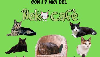 Sabato 18 Gennaio: APERICENETTA  con i 7 mici del Neko e la cantante Alessia Zanchi