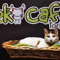 Lotte testimonial del Neko Café